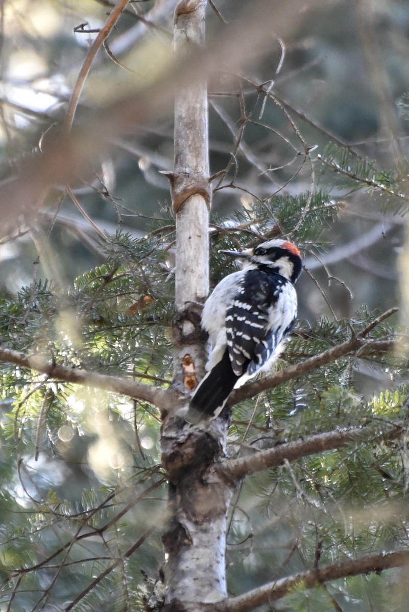 Hairy Woodpecker - ML86773211