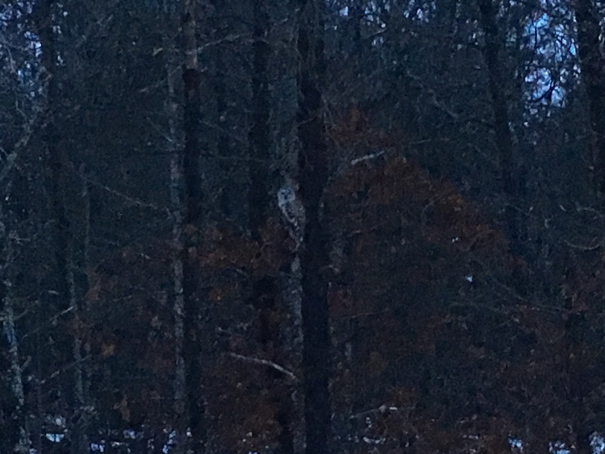 Barred Owl - ML86773421