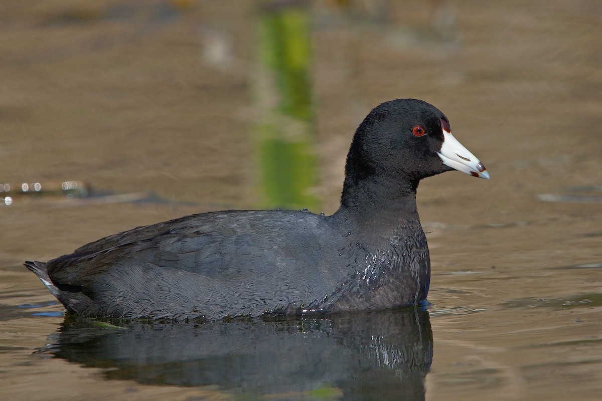 American Coot - ML86774591