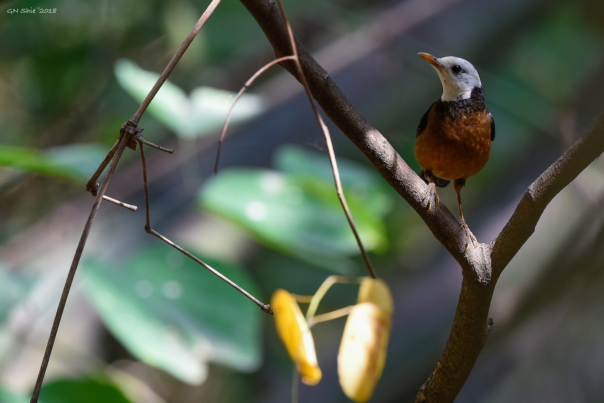 Taiwan Thrush - ML86775721