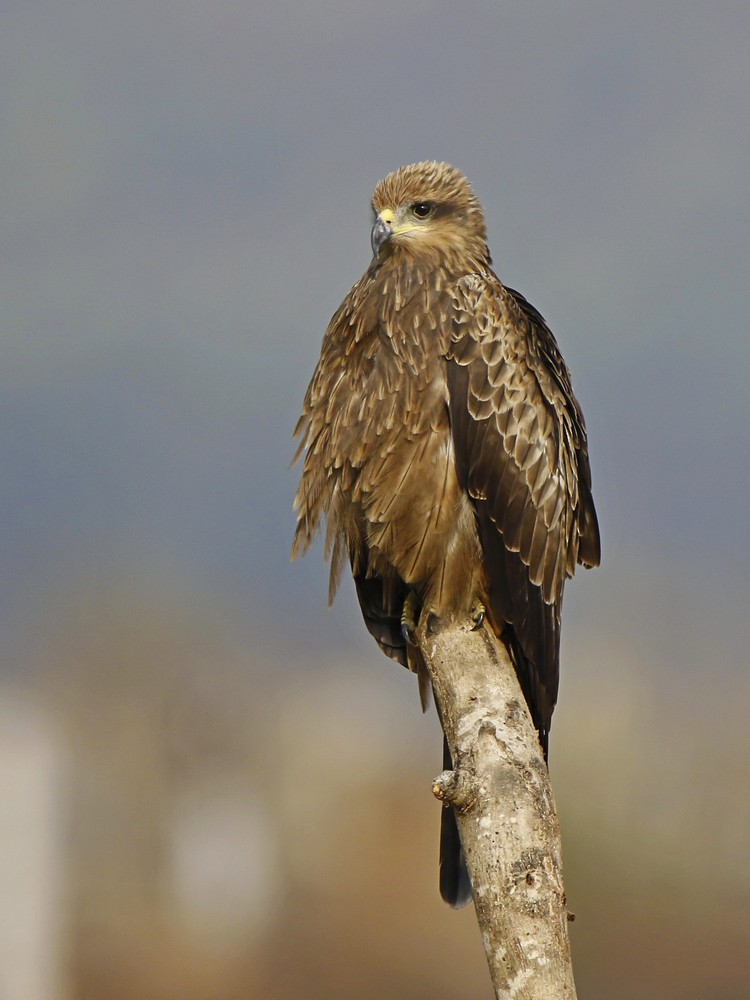 Black Kite - Subhadra Devi