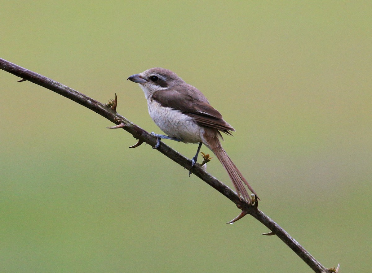 Brown Shrike - ML86778391