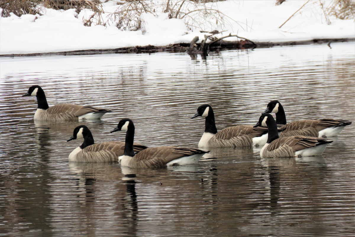 Канад галуу - ML86780261