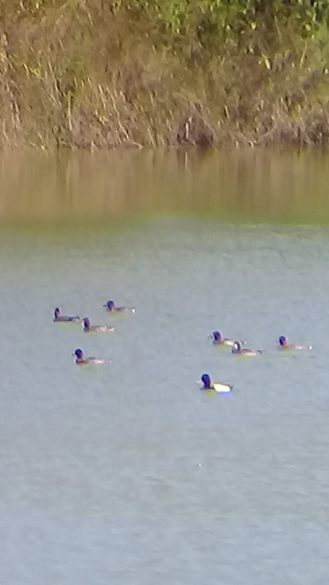 Lesser Scaup - ML86781751