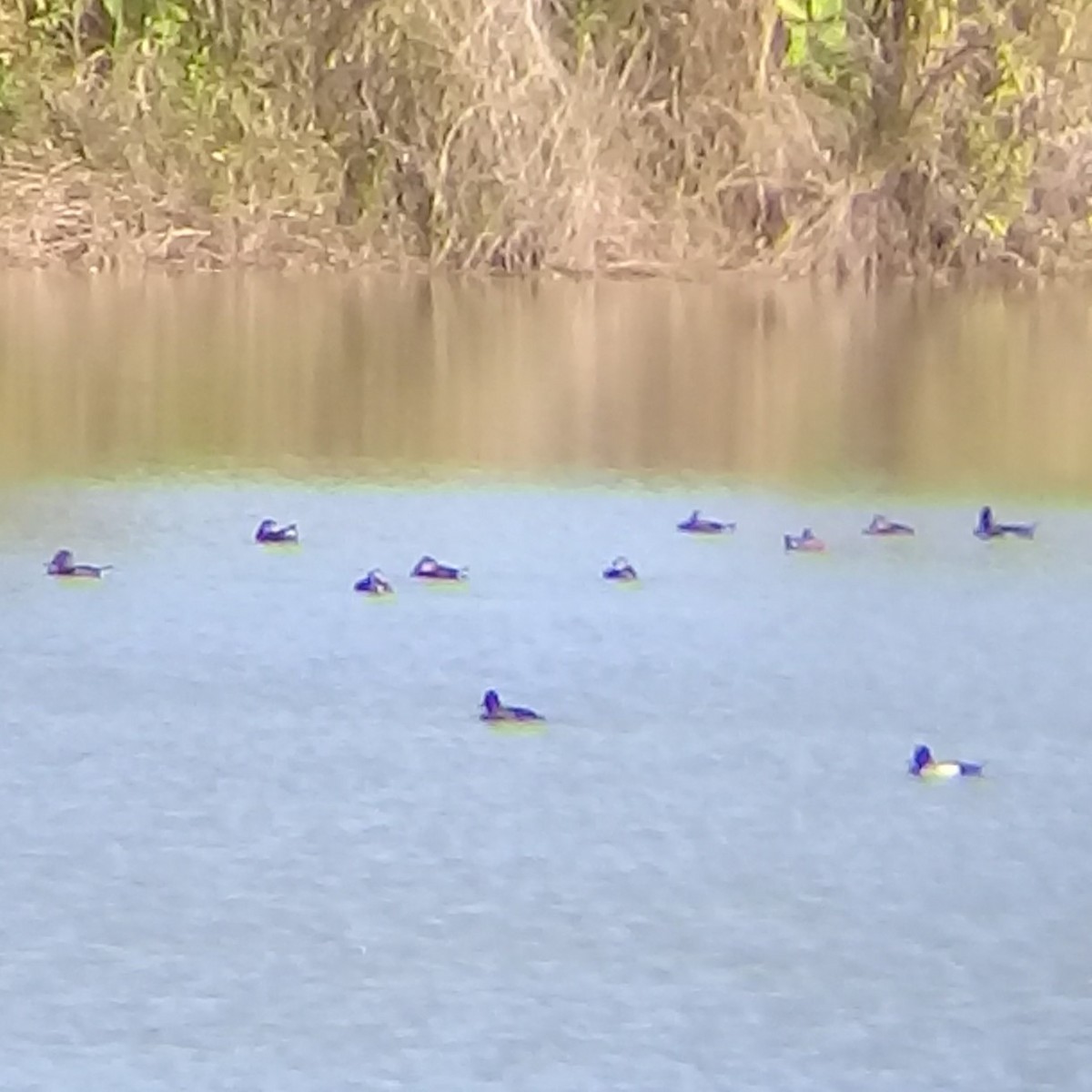 Lesser Scaup - ML86781761