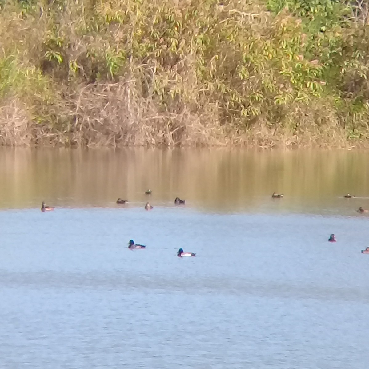 Lesser Scaup - ML86781771