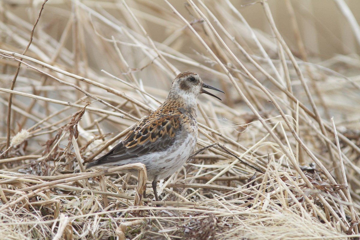 Rock Sandpiper (couesi) - Doug Hitchcox