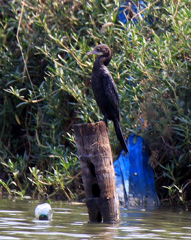 Cormoran de Vieillot - ML86783381