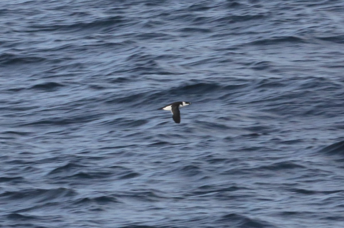 Razorbill - Phil Kenny