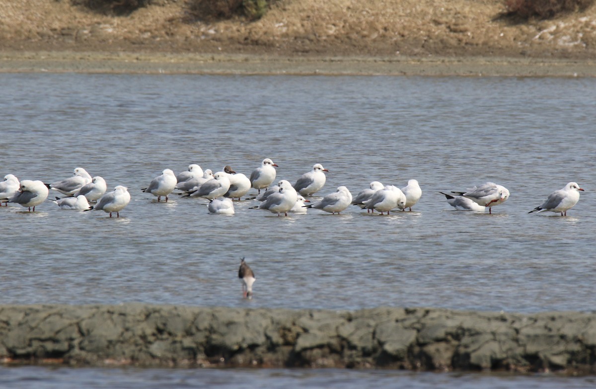 Brown-headed Gull - ML86784231