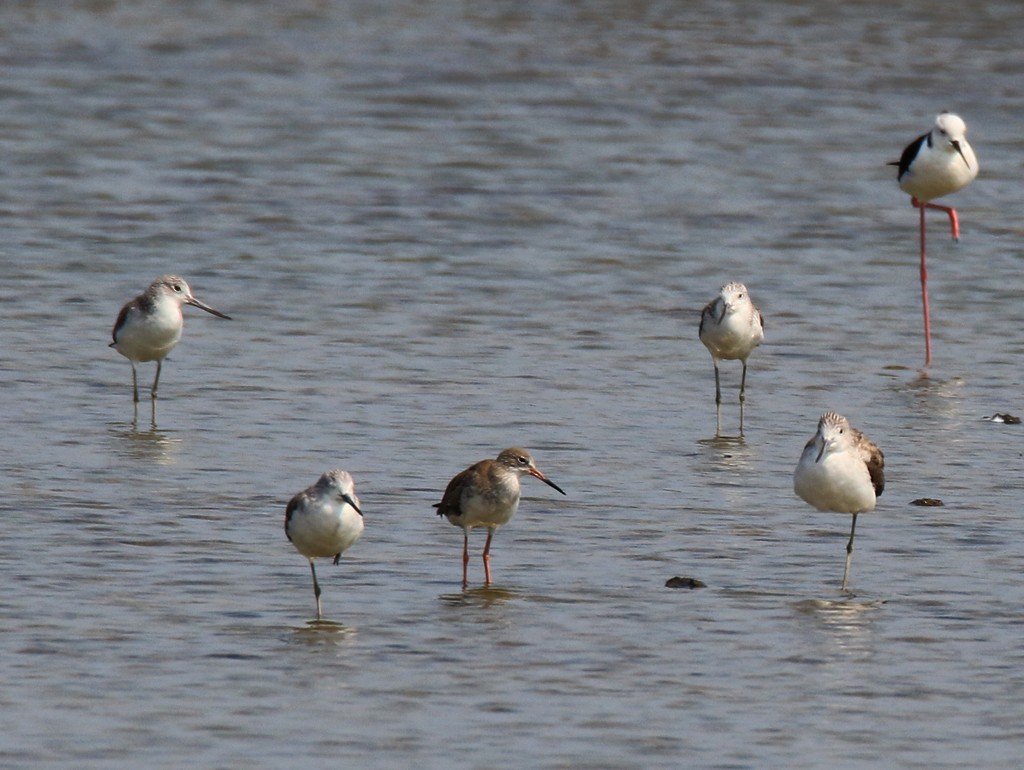 Nordmann's Greenshank - ML86784711