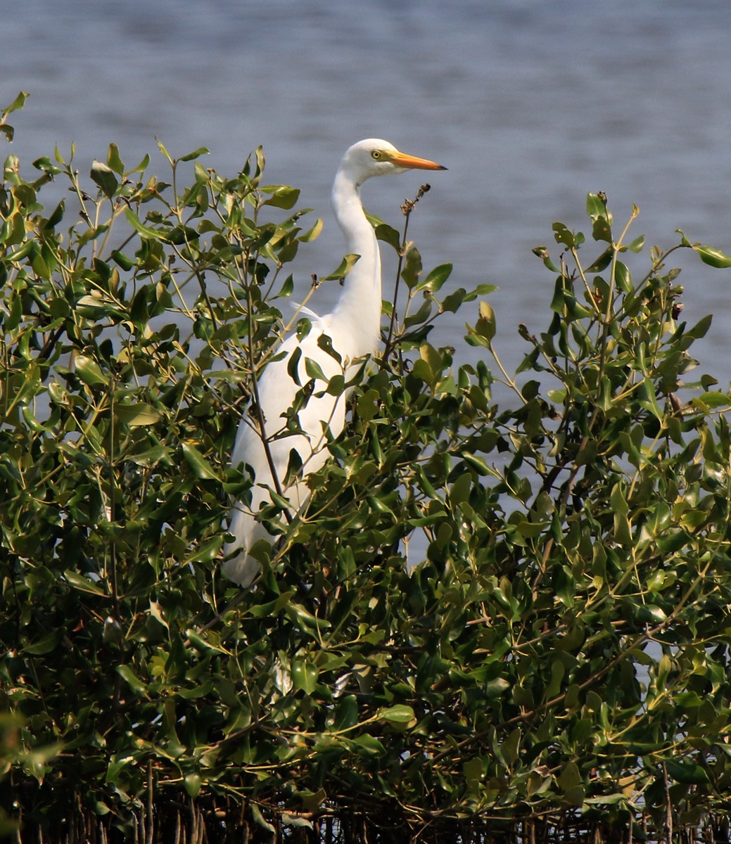 Medium Egret - Moe Bertrand