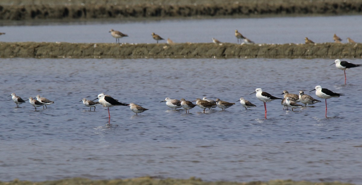 Nordmann's Greenshank - ML86785461