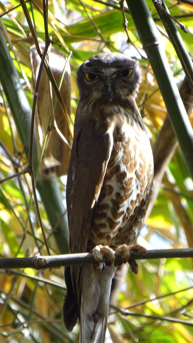 Brown Boobook - ML86786961