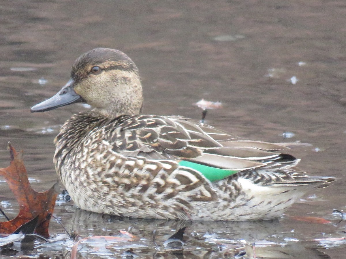 Green-winged Teal - Jordan Wolf