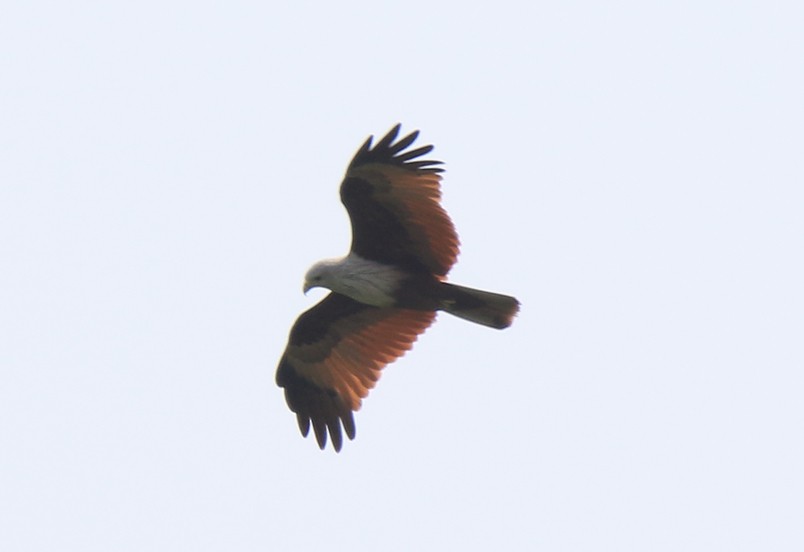 Brahminy Kite - ML86788981