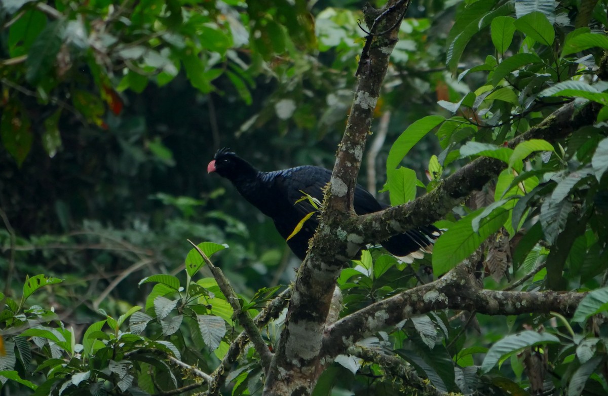 Salvin's Curassow - ML86790211