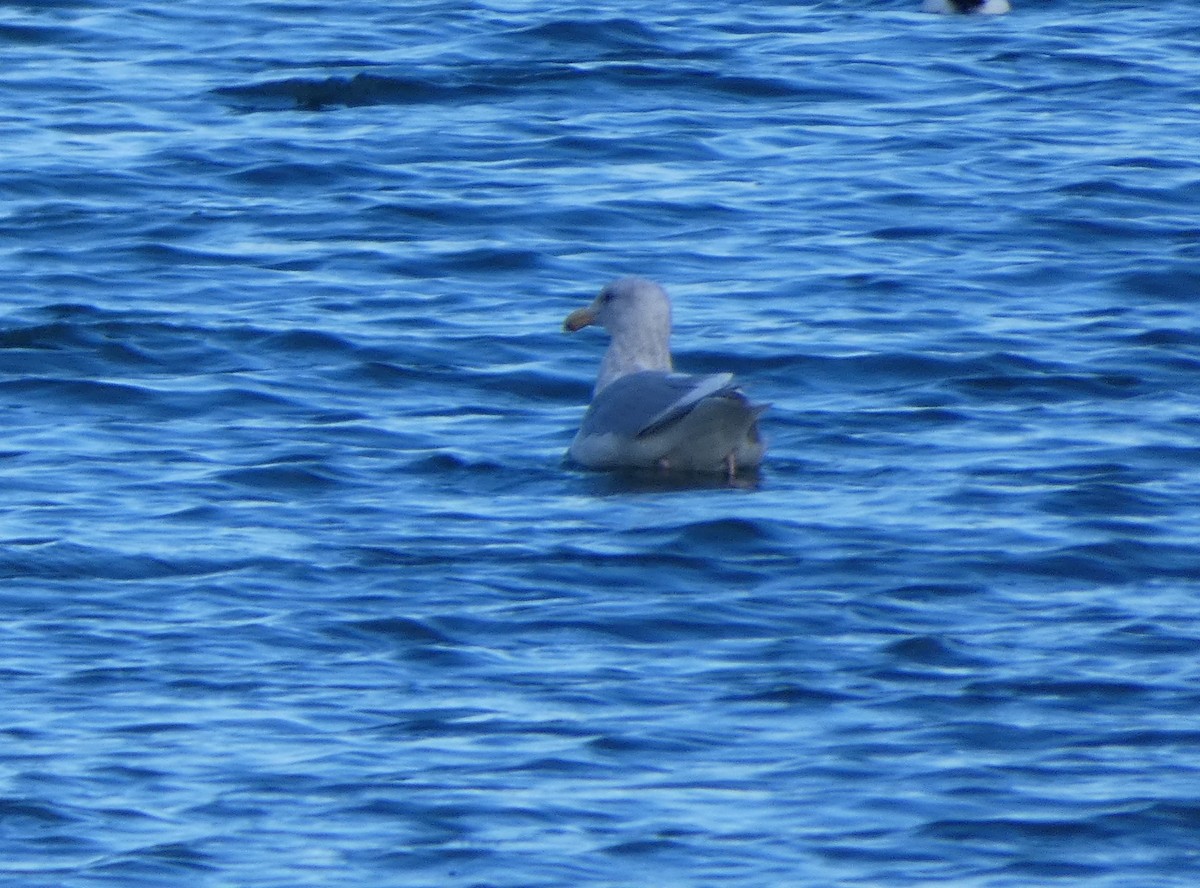 Glaucous-winged Gull - ML86790221