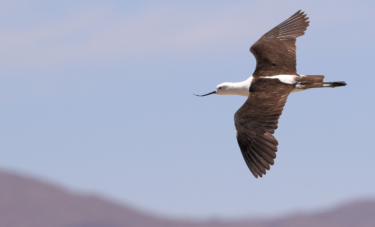 Andean Avocet - ML86790361