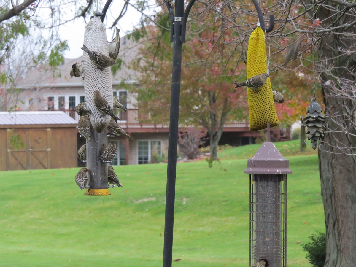 Pine Siskin - ML86790401
