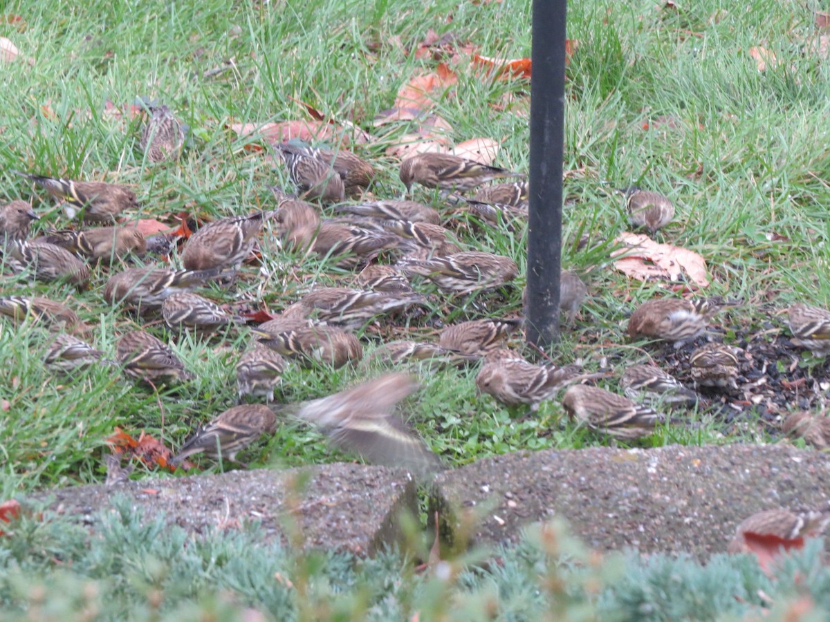 Pine Siskin - ML86790471