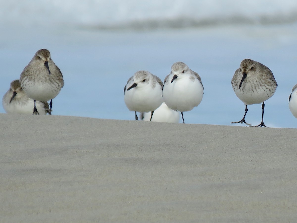 Sanderling - ML86790731