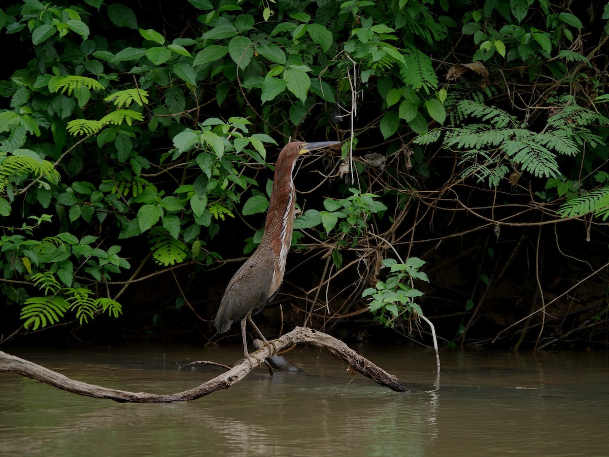 Rufescent Tiger-Heron - ML86792681