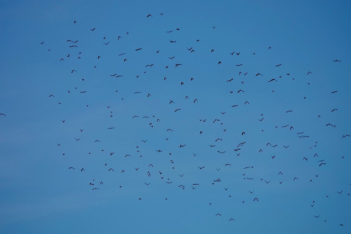 Red-winged Blackbird - ML86794831