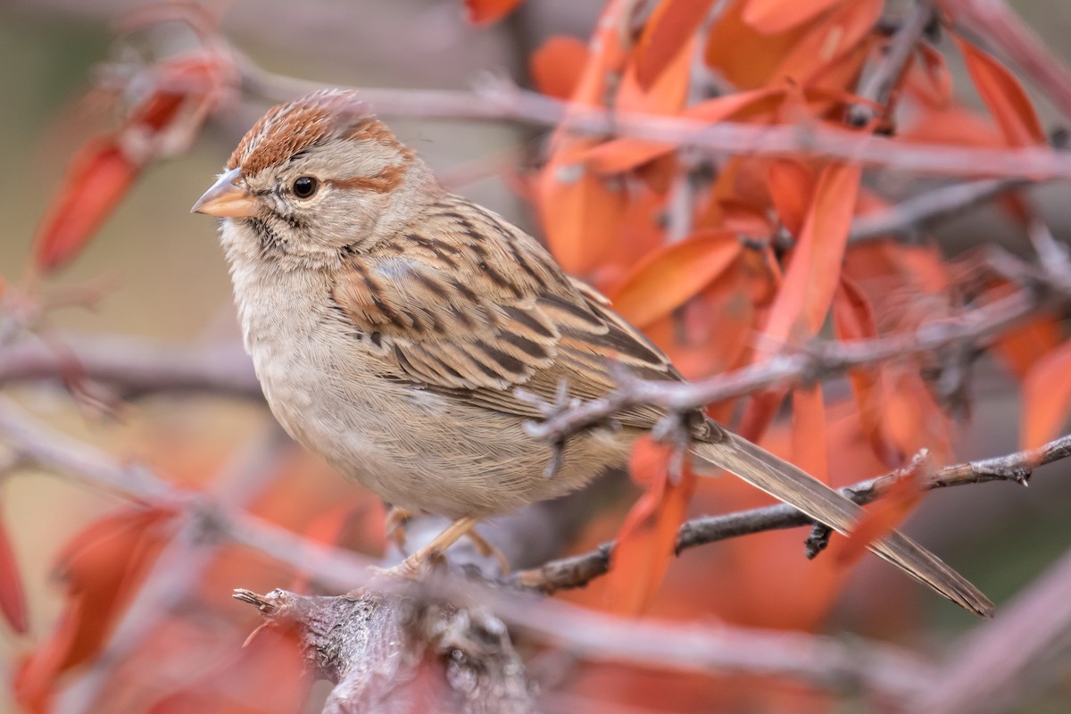 Rufous-winged Sparrow - Chris S. Wood