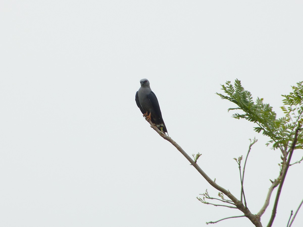 Plumbeous Kite - ML86796311