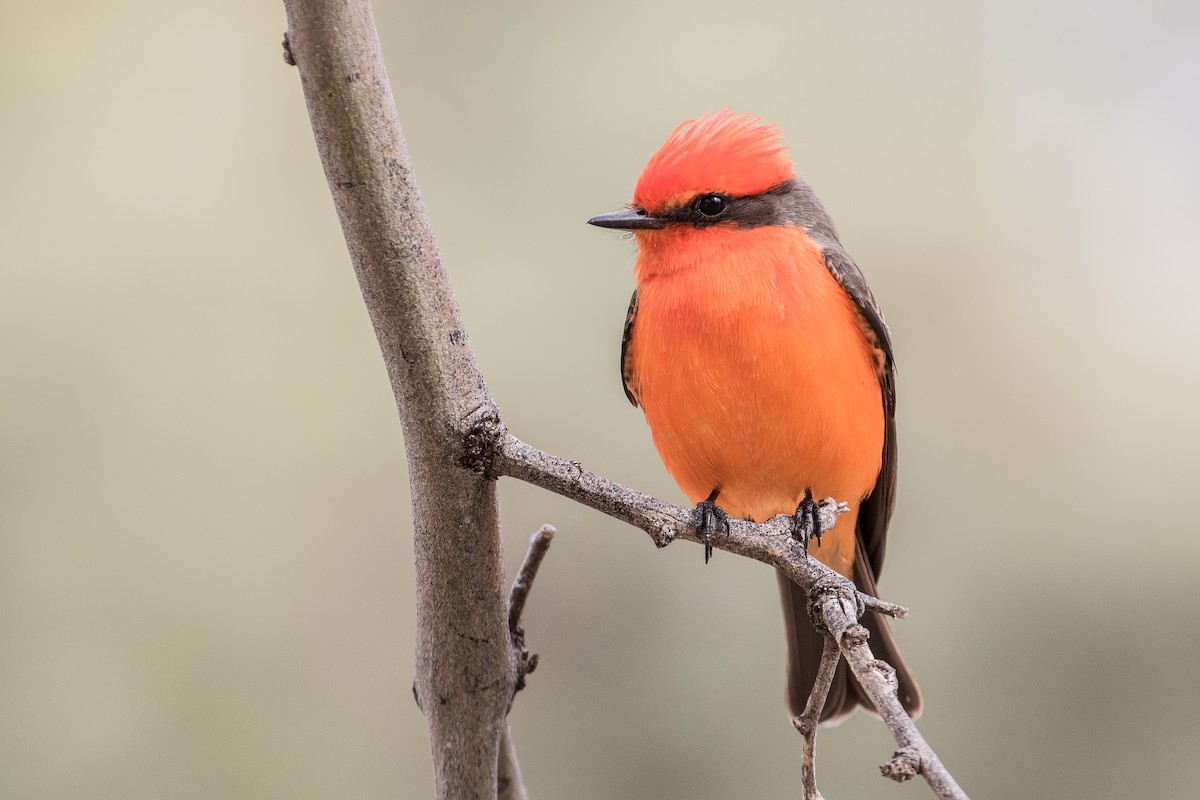 Vermilion Flycatcher - ML86796601