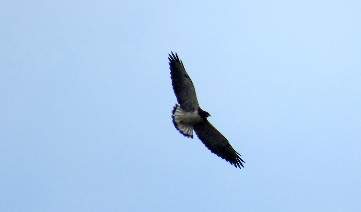 White-tailed Hawk - ML86797041