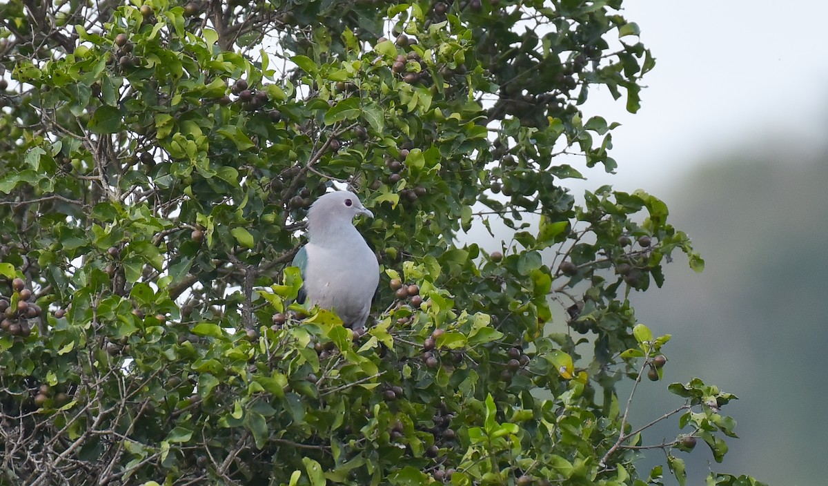 Green Imperial-Pigeon - PRASHANTHA KRISHNA M C