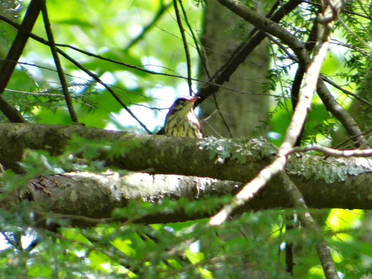 Louisiana Waterthrush - ML86799021