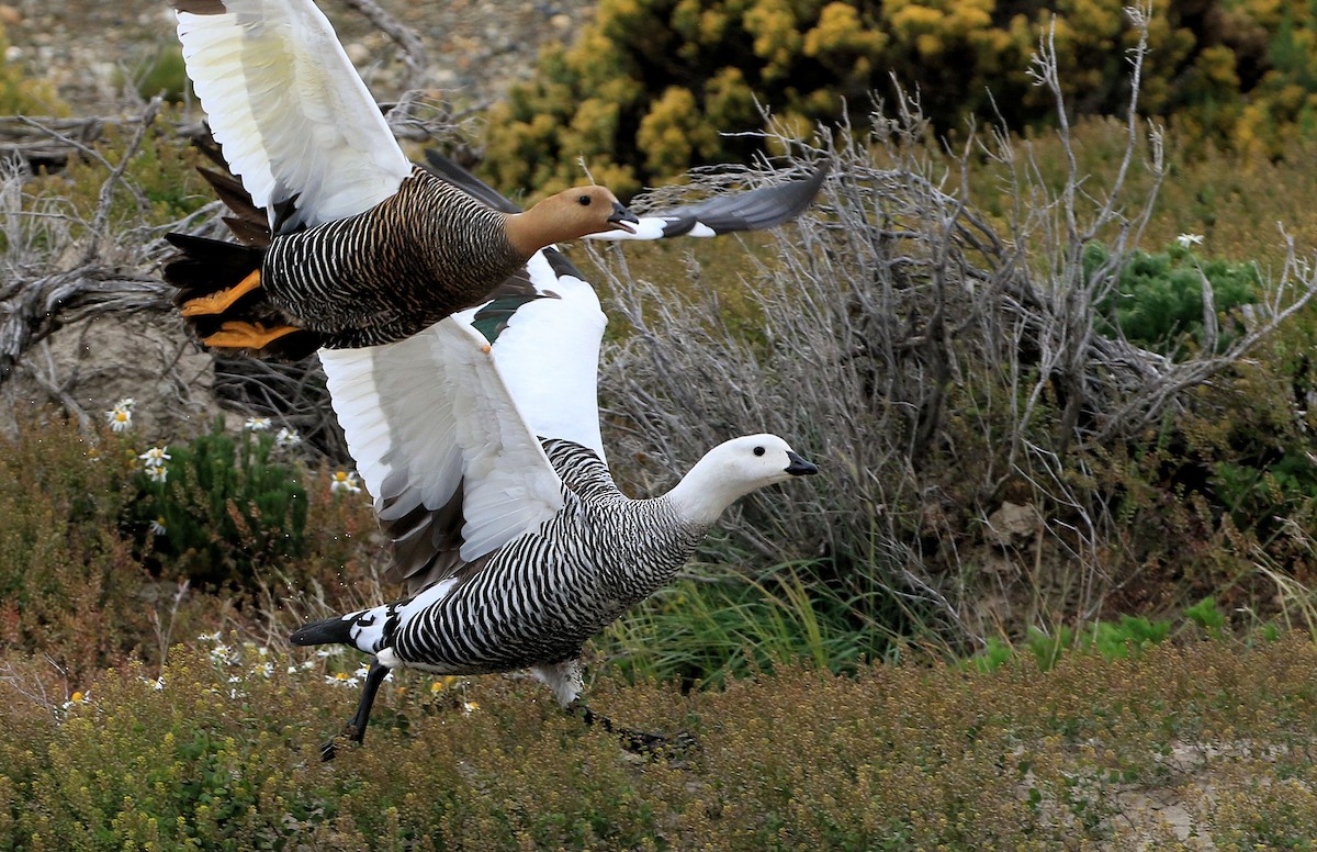 Upland Goose - ML86799621