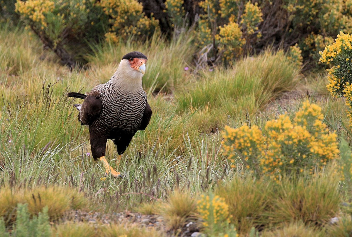 Crested Caracara (Southern) - Patrick MONNEY