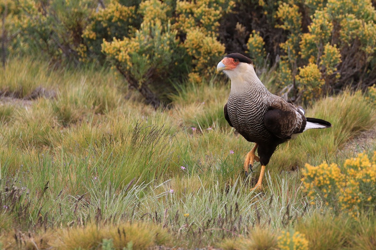 Crested Caracara (Southern) - ML86799971