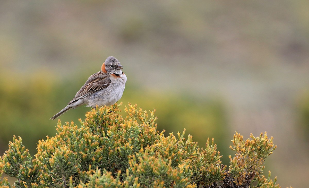 Rufous-collared Sparrow - Patrick MONNEY