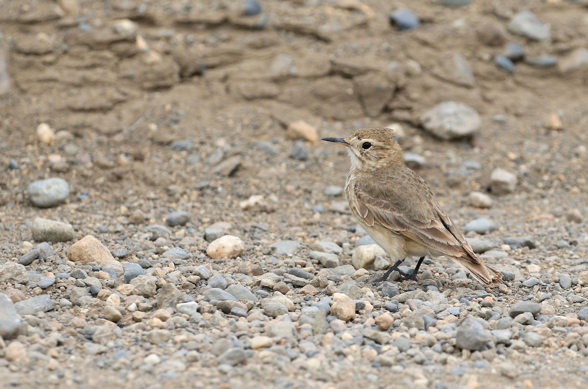 Common Miner - Patrick MONNEY