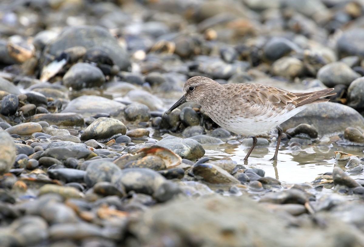 White-rumped Sandpiper - ML86800381