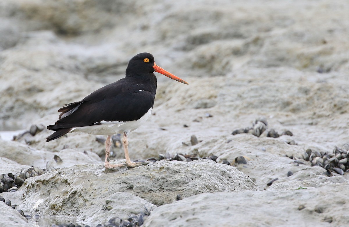 Magellanic Oystercatcher - ML86800461