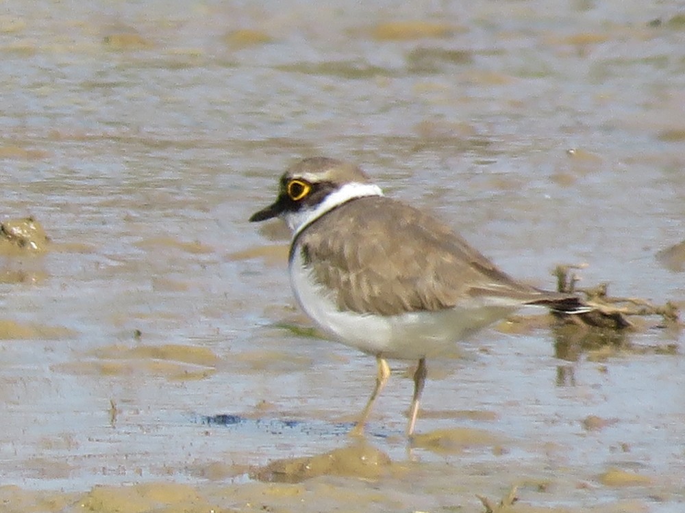 Little Ringed Plover - ML86801901