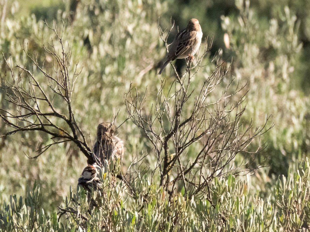 Spanish Sparrow - ML86802521