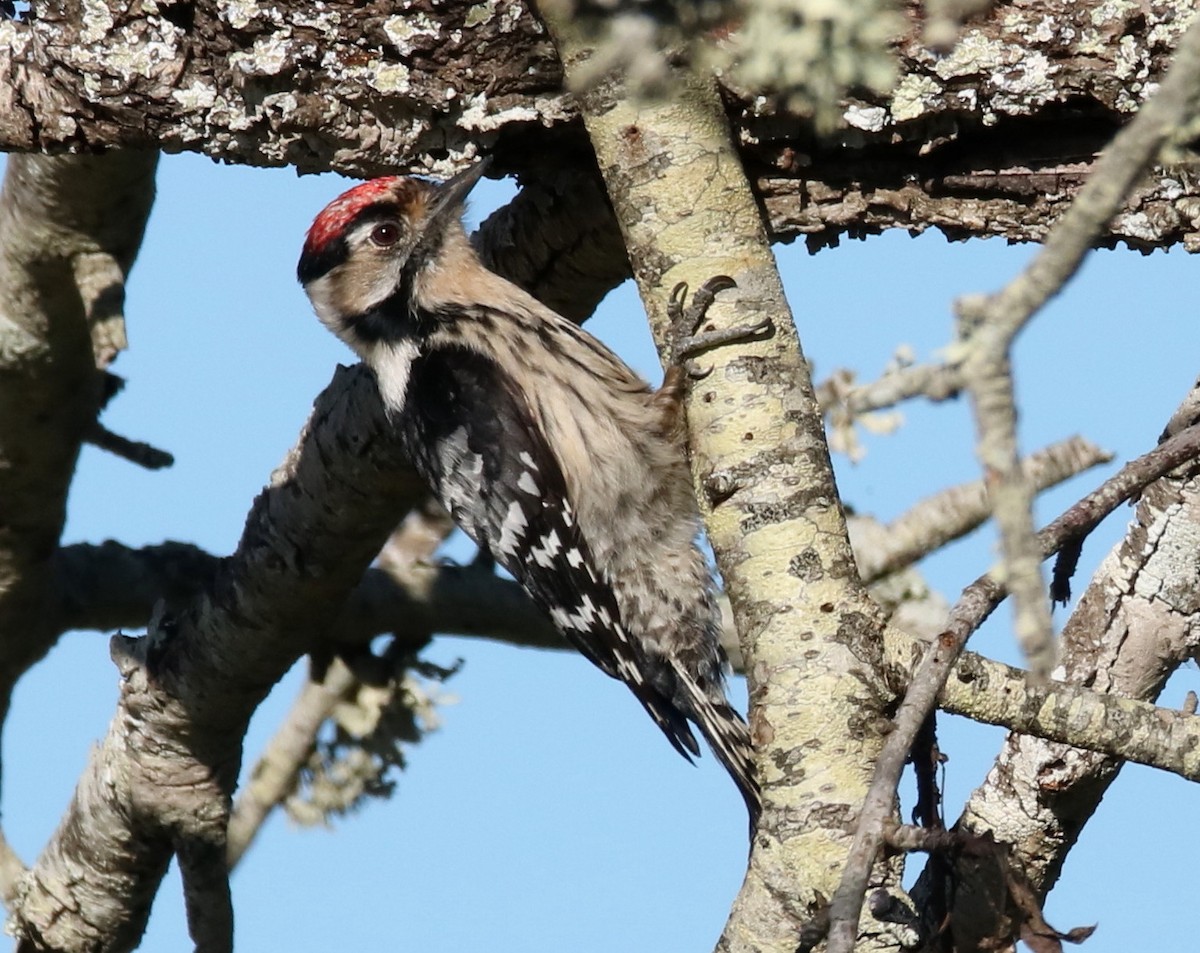 Lesser Spotted Woodpecker - Nigel Genn