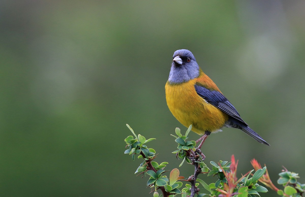 Patagonian Sierra Finch - ML86803641