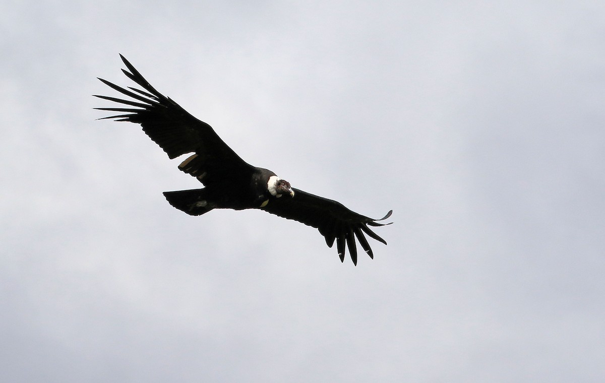 Andean Condor - Patrick MONNEY