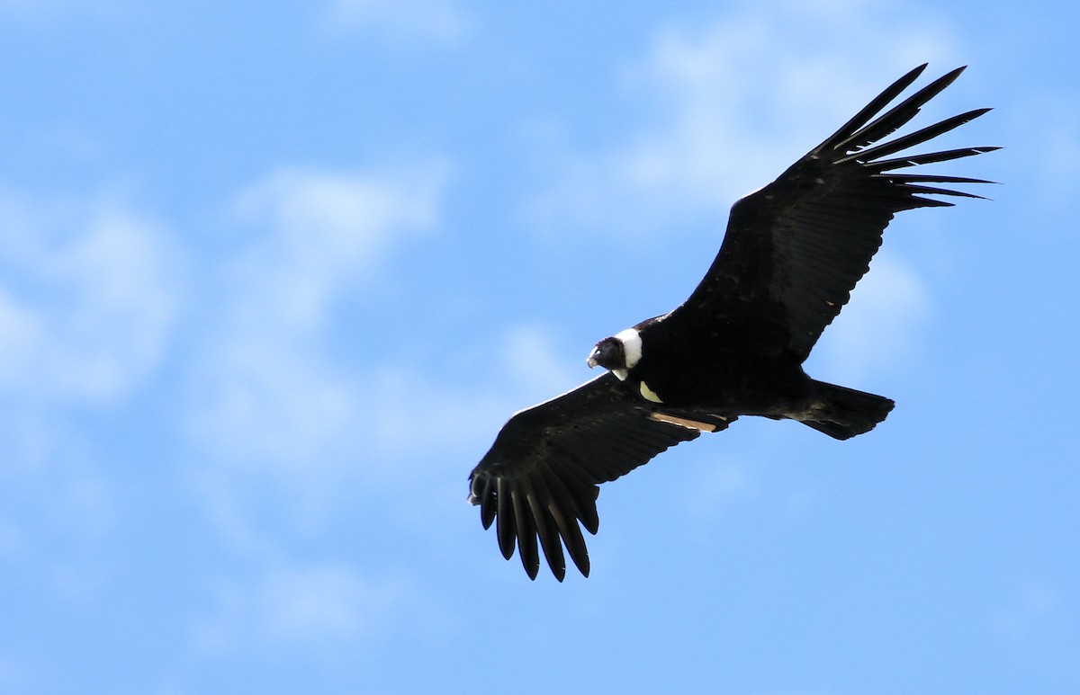 Andean Condor - Patrick MONNEY