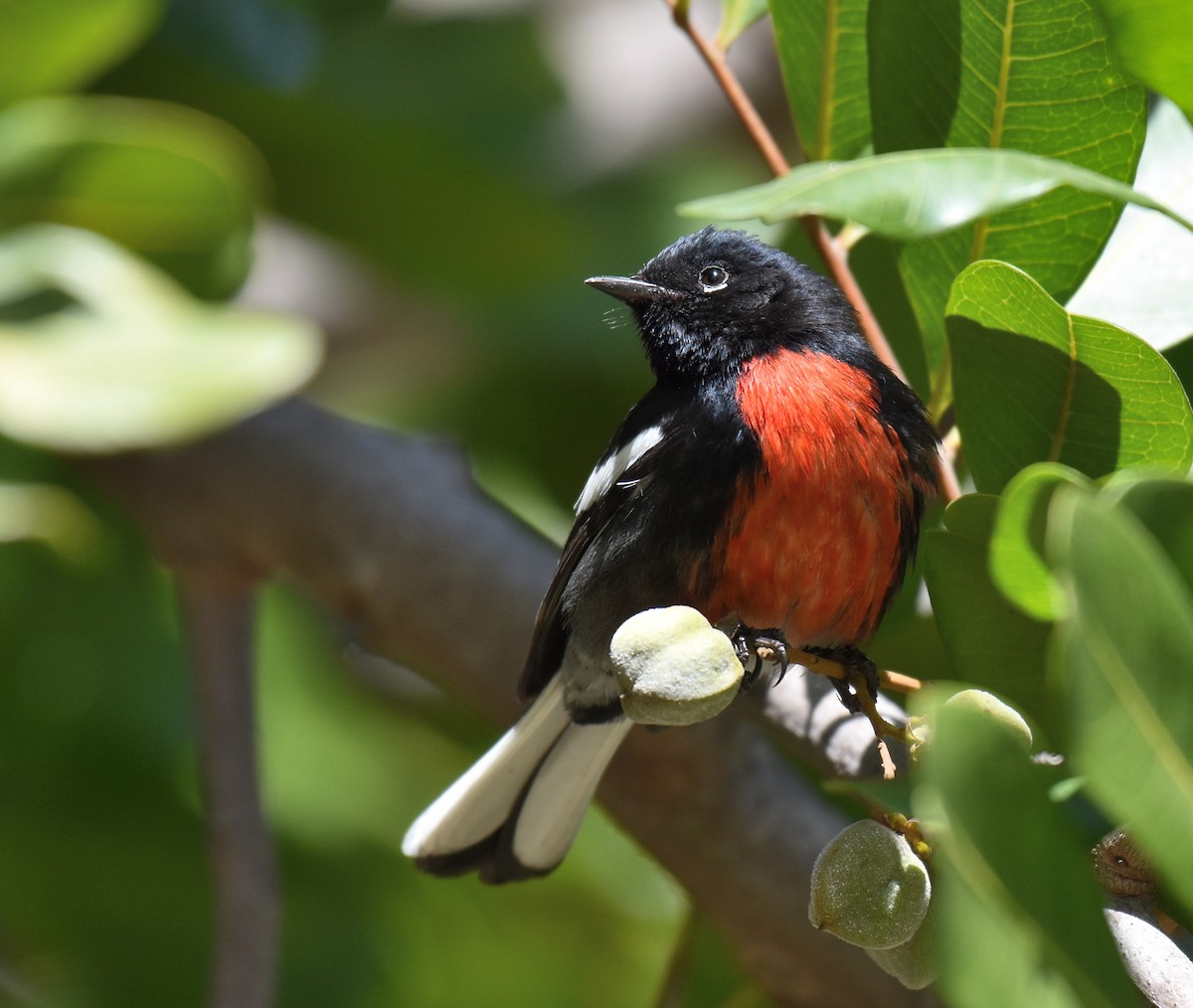 Painted Redstart - ML86804301