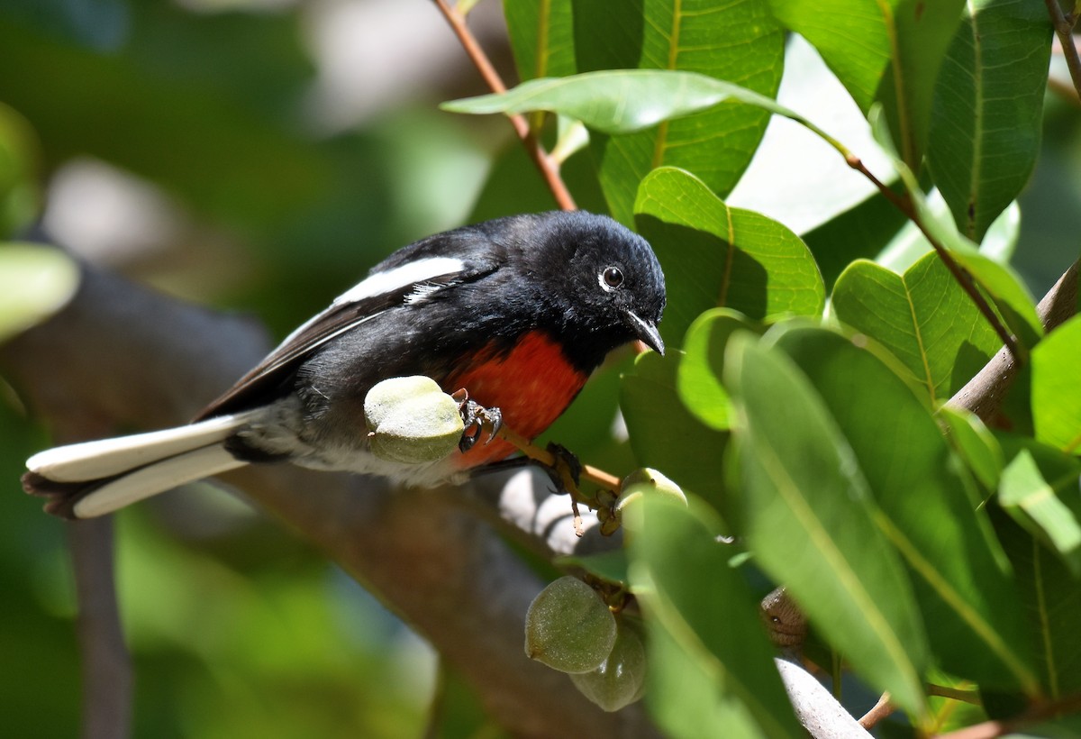 Painted Redstart - ML86804311