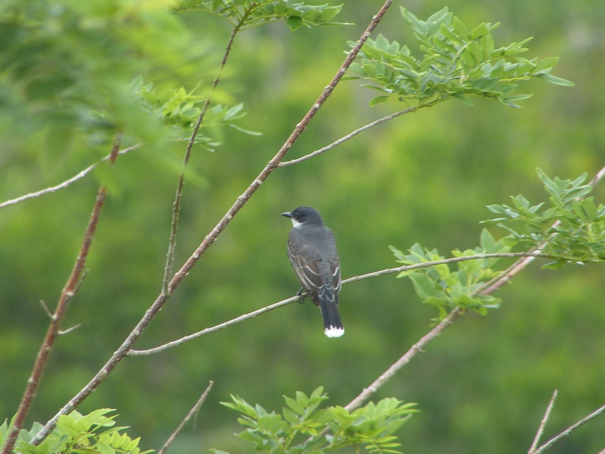 Eastern Kingbird - ML86805091